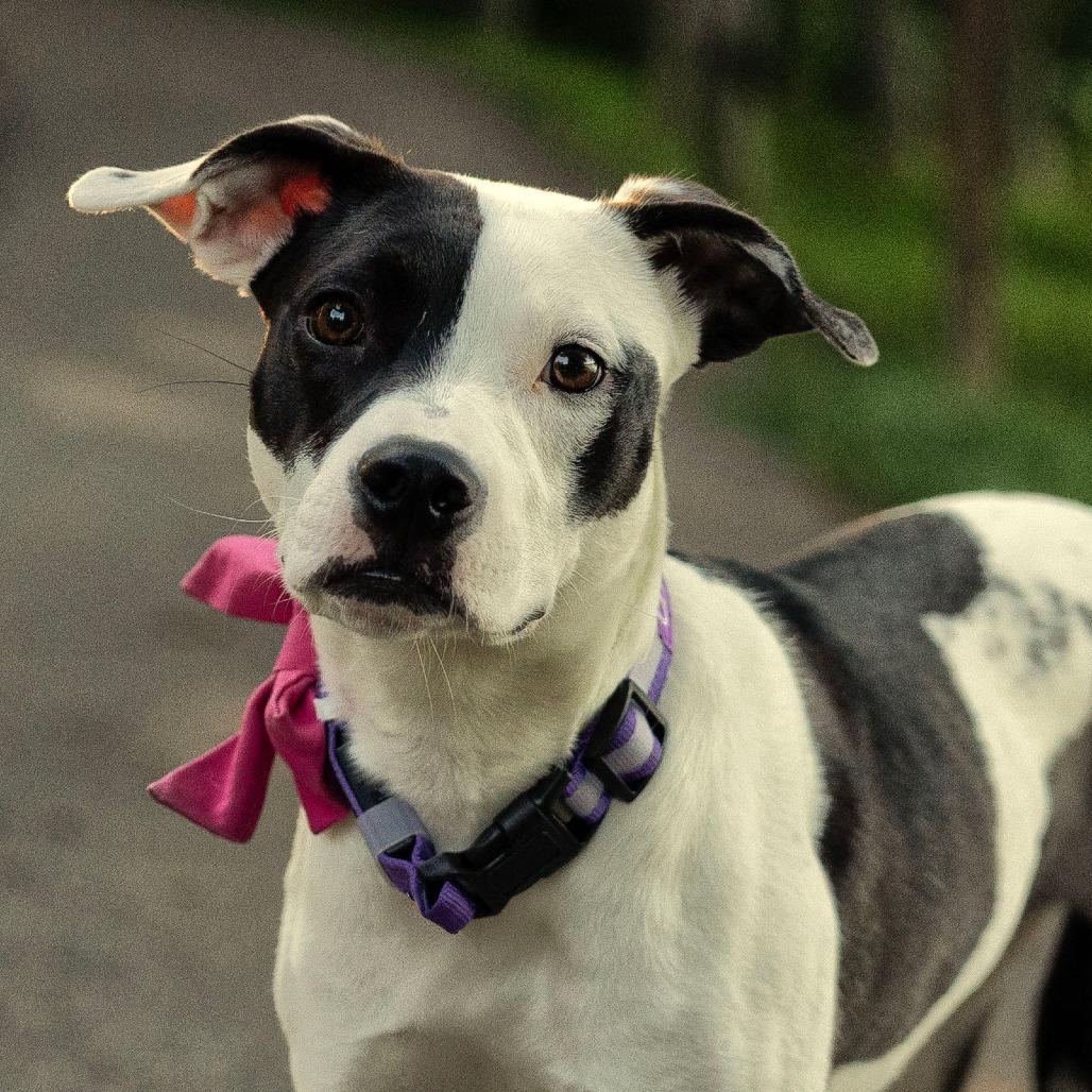 Enlarge Paloma, a Adoptable Mixed Breed in Cincinnati, OH image 3/6