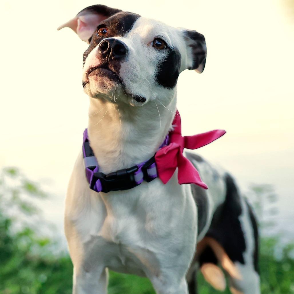 Enlarge Paloma, a Adoptable Mixed Breed in Cincinnati, OH image 4/6