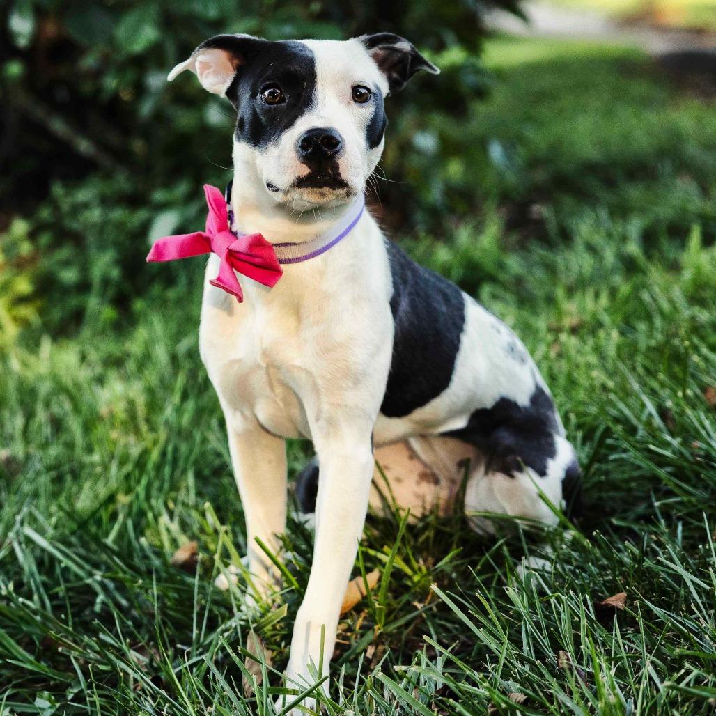 Enlarge Paloma, a Adoptable Mixed Breed in Cincinnati, OH image 5/6