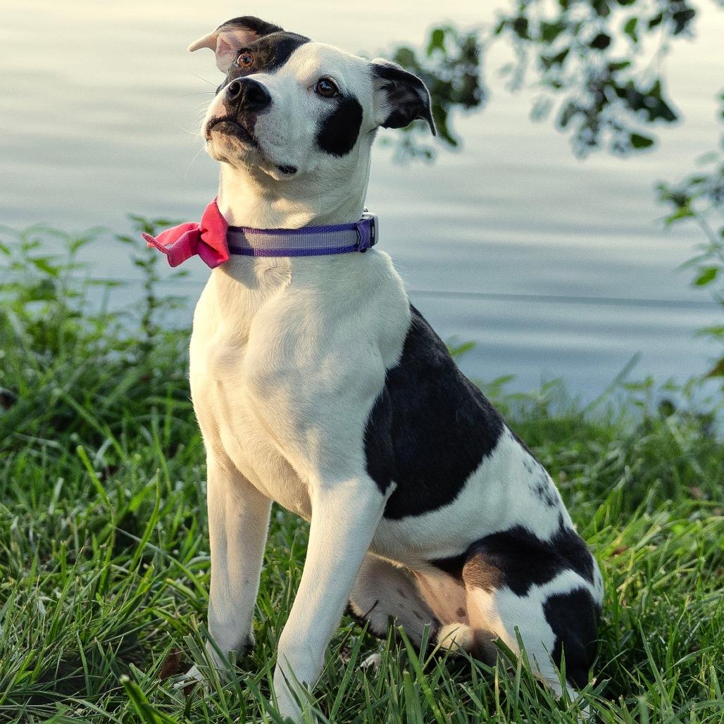 Enlarge Paloma, a Adoptable Mixed Breed in Cincinnati, OH image 6/6