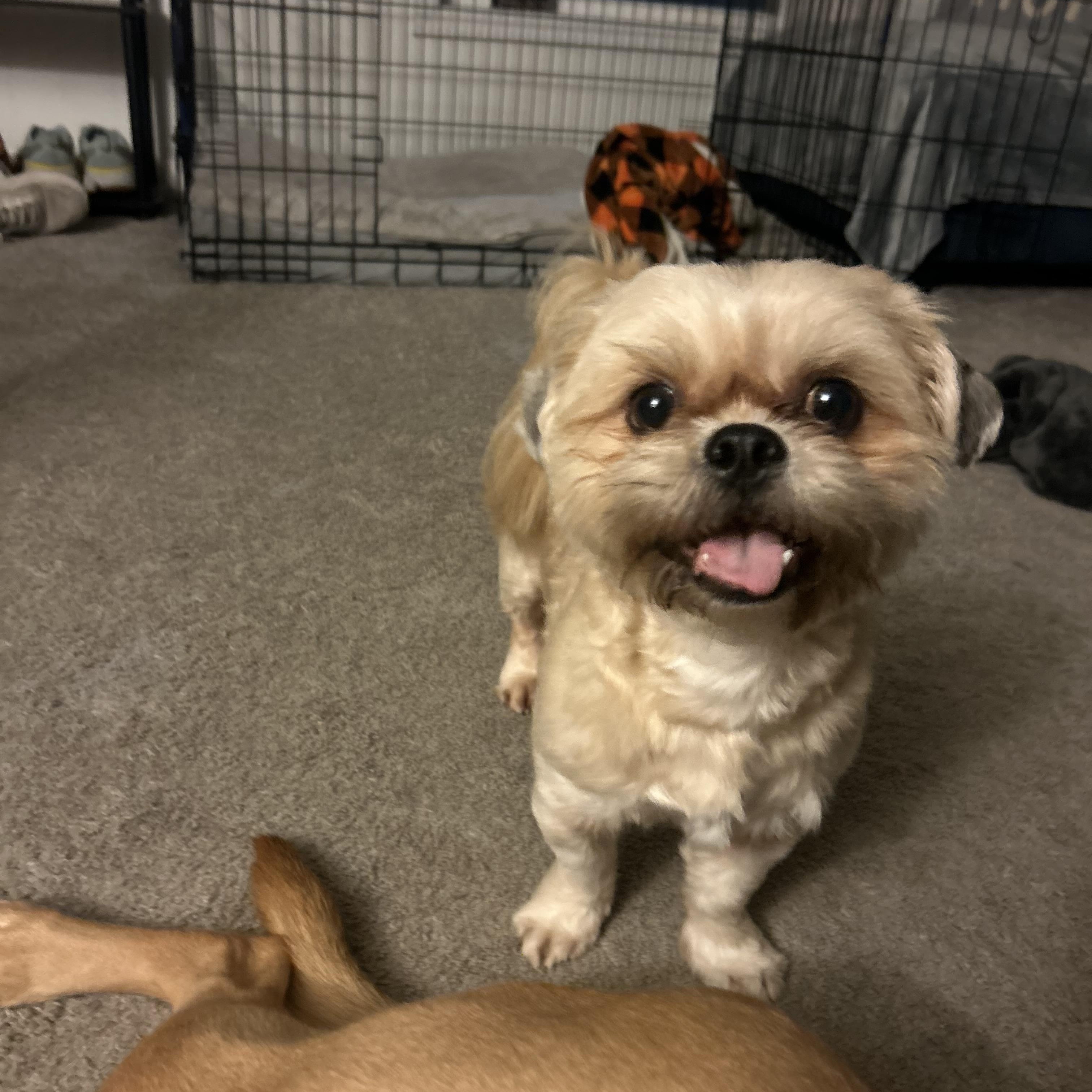 Enlarge Thomas , an adopted Shih Tzu in Memphis, TN image 2/4