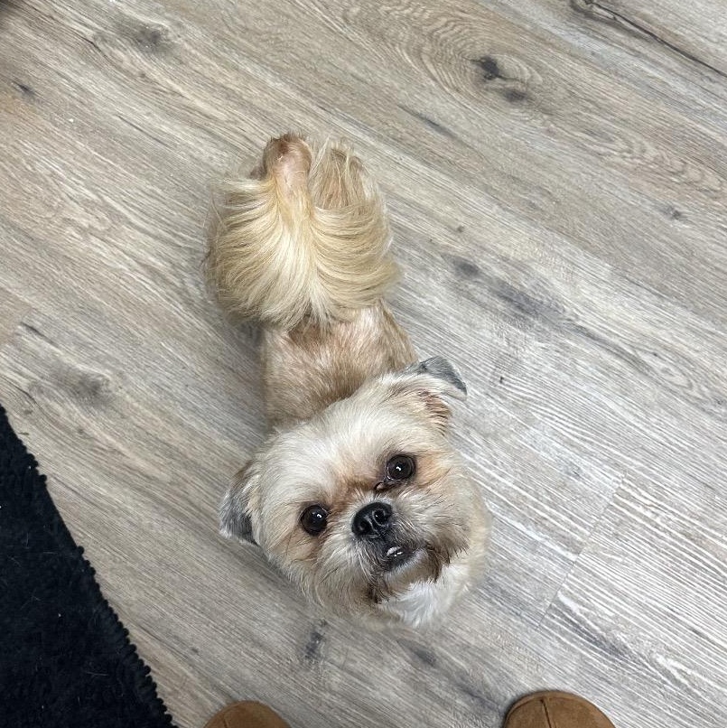 Enlarge Thomas , an adopted Shih Tzu in Memphis, TN image 1/4