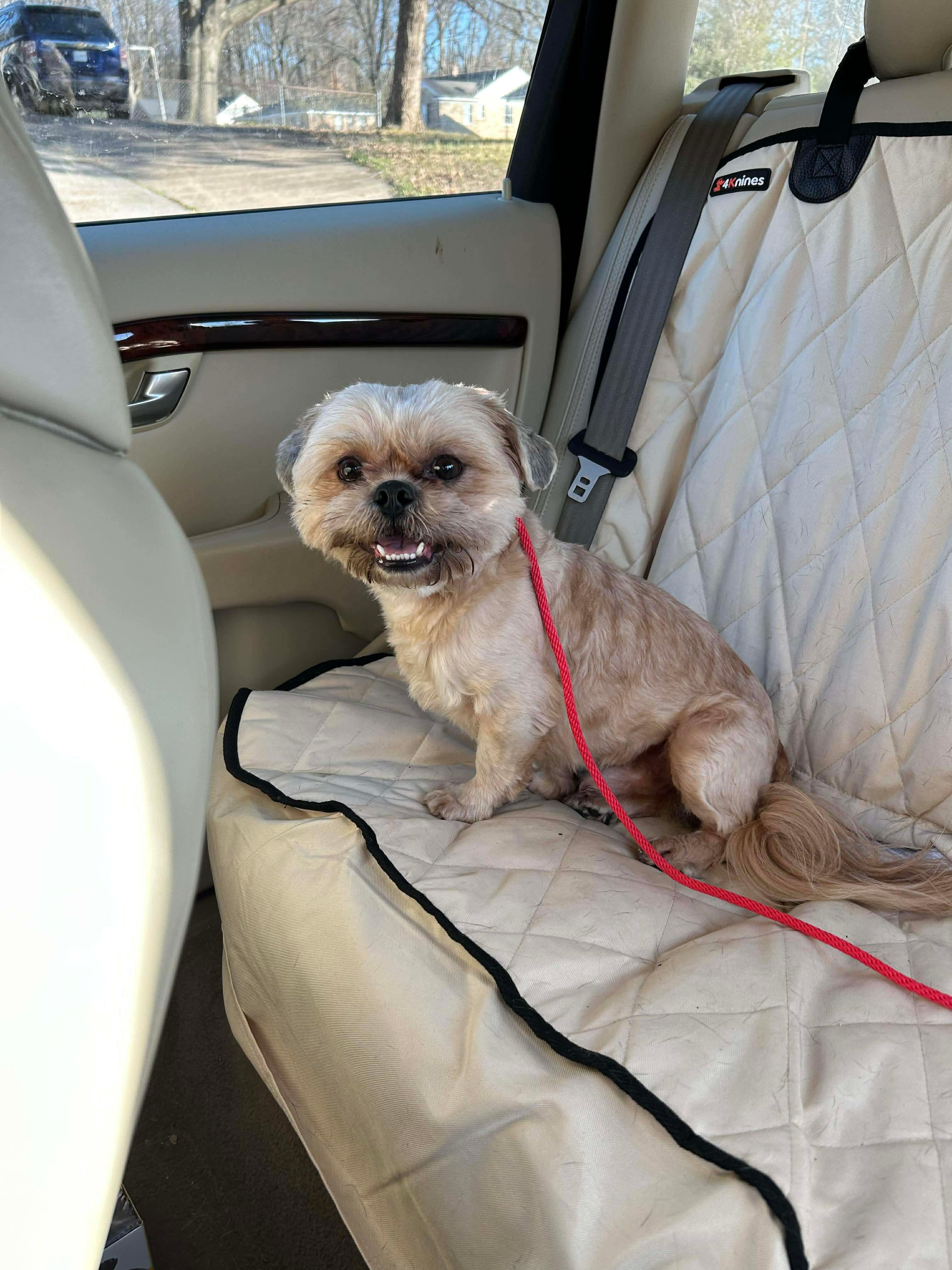 Enlarge Thomas , an adopted Shih Tzu in Memphis, TN image 4/4