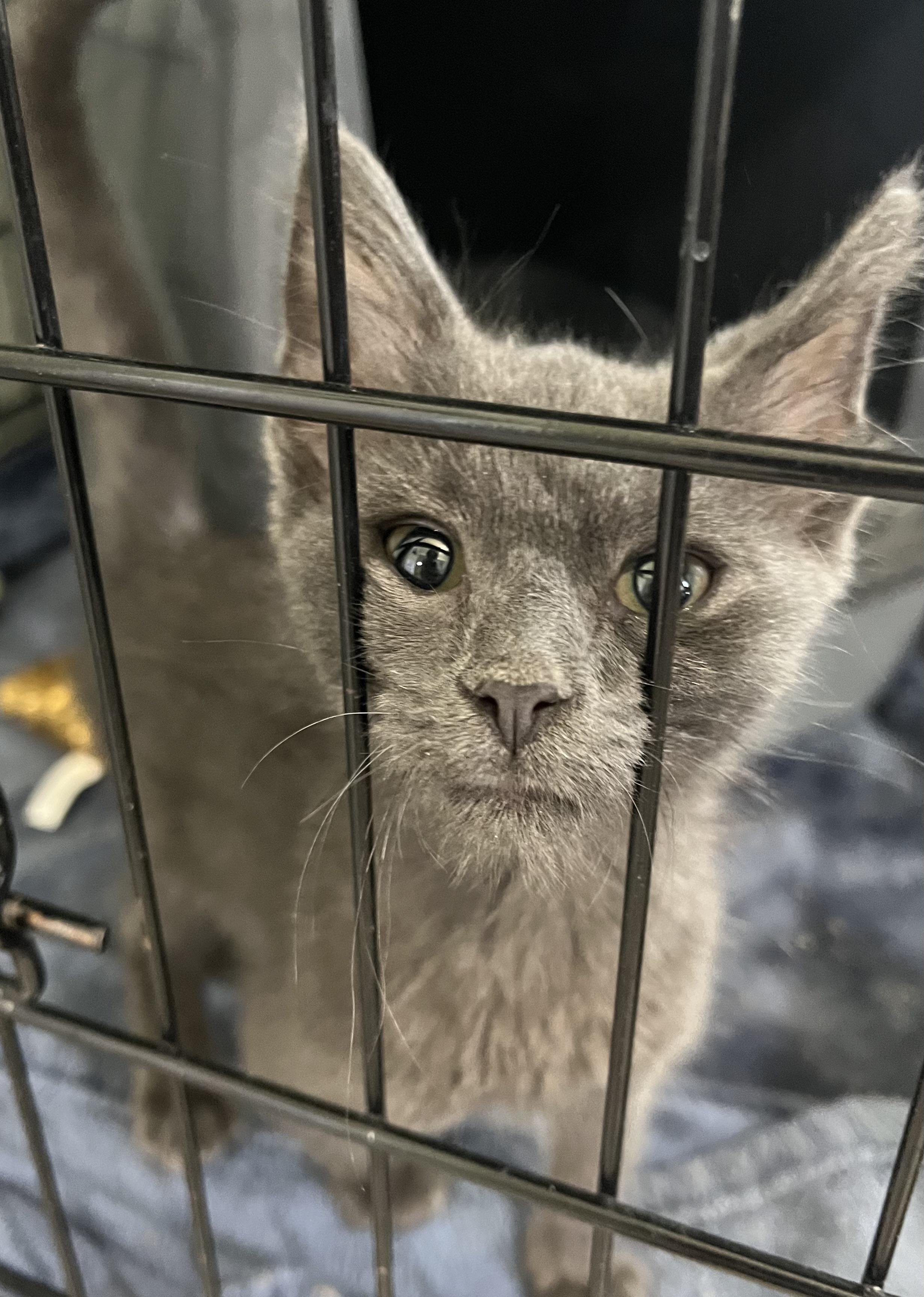Jordyn - Female, Adoptable, Kitten Female Domestic Medium Hair.