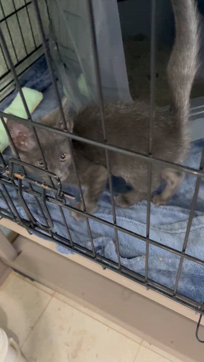 Enlarge Jordyn - Female, a Adoptable Domestic Medium Hair in Moline, IL video 2/2