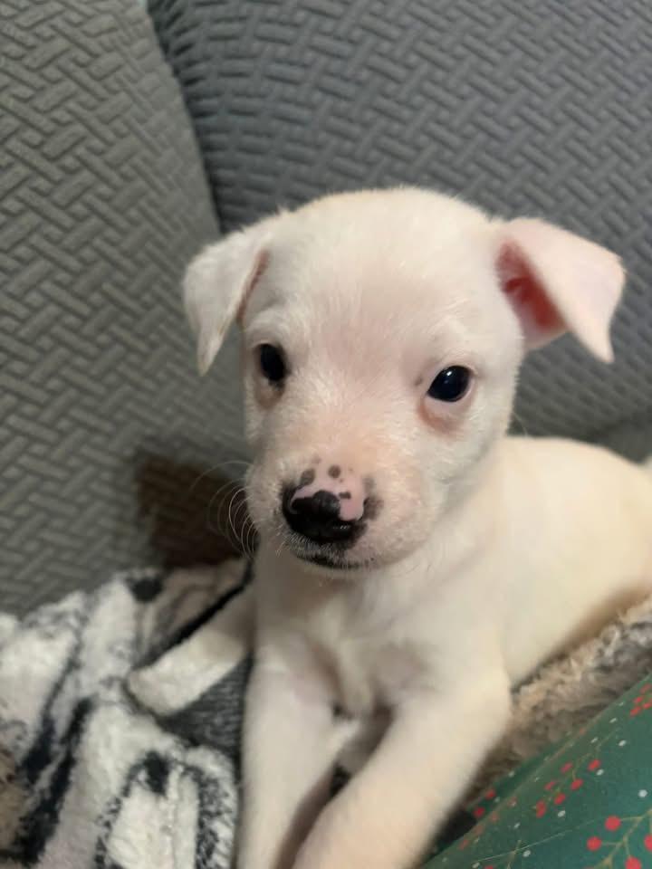 Bingo, a Adoptable mixed breed in Berlin, NJ image 1/3