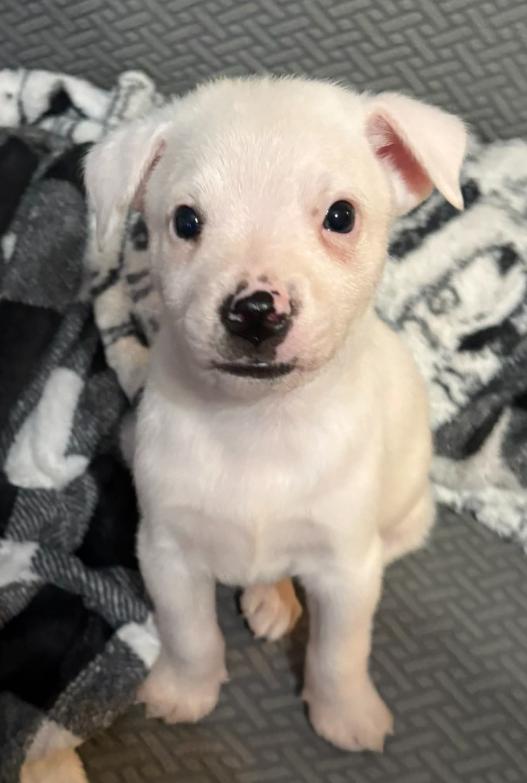 Bingo, a Adoptable mixed breed in Berlin, NJ image 2/3