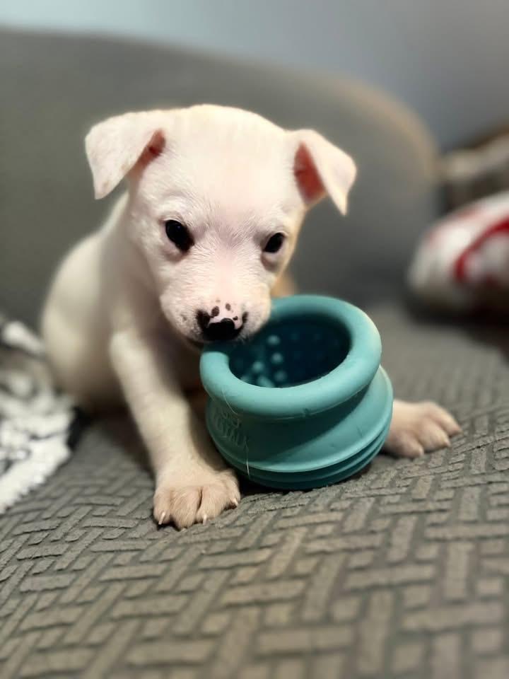 Bingo, a Adoptable mixed breed in Berlin, NJ image 3/3