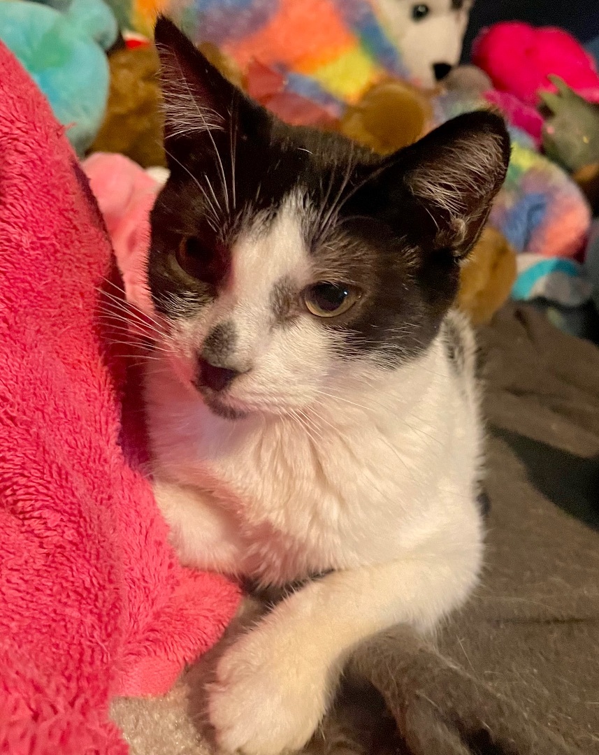 Cooper, a Adoptable Domestic Short Hair in Cranford, NJ image 1/6