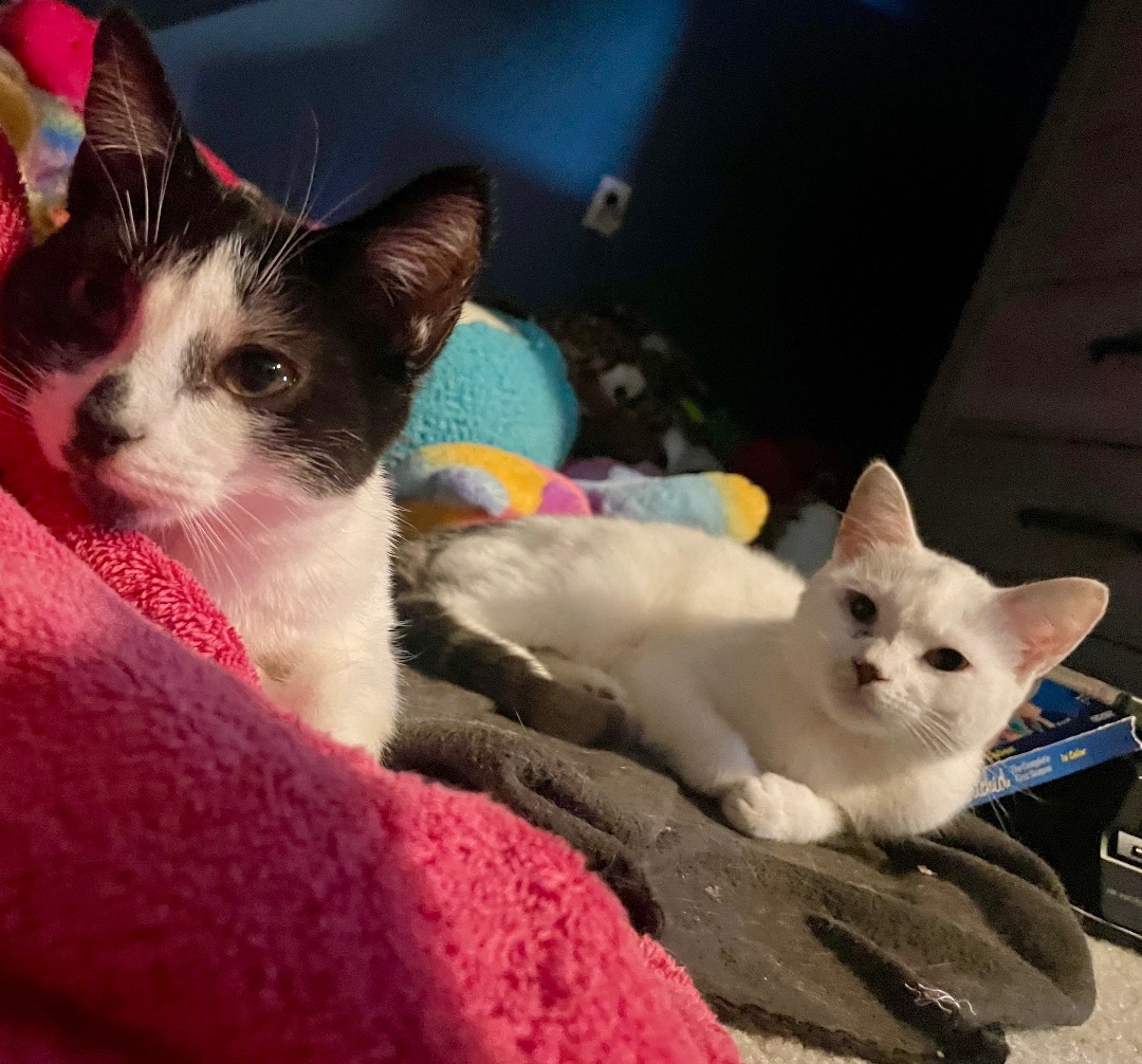 Cooper, a Adoptable Domestic Short Hair in Cranford, NJ image 2/6