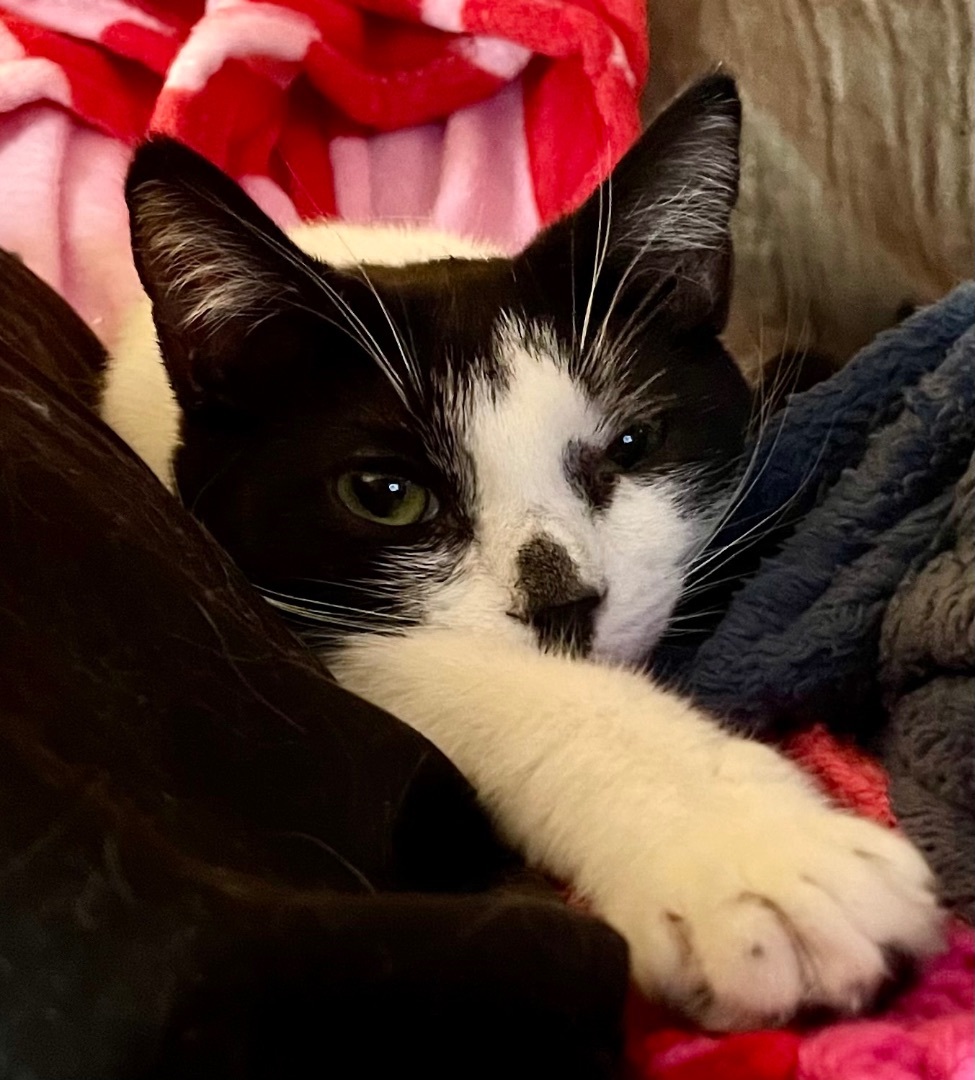 Cooper, a Adoptable Domestic Short Hair in Cranford, NJ image 3/6