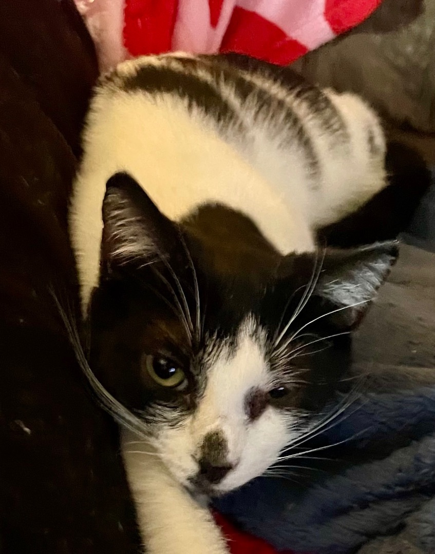 Cooper, a Adoptable Domestic Short Hair in Cranford, NJ image 4/6