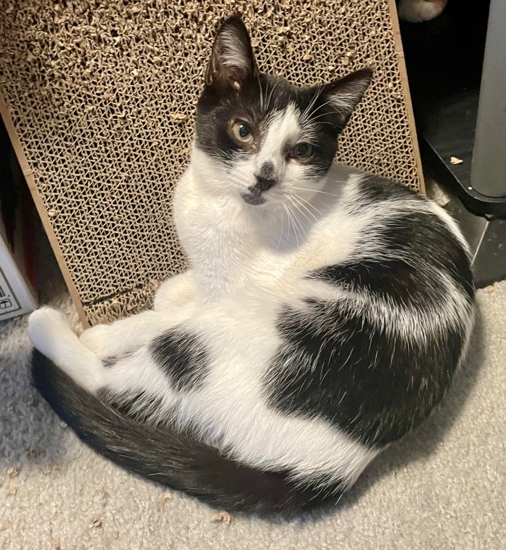 Cooper, a Adoptable Domestic Short Hair in Cranford, NJ image 5/6