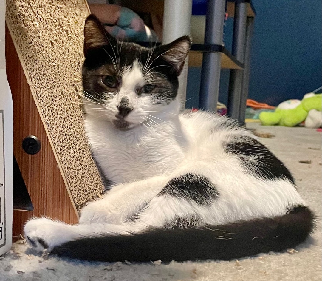 Cooper, a Adoptable Domestic Short Hair in Cranford, NJ image 6/6