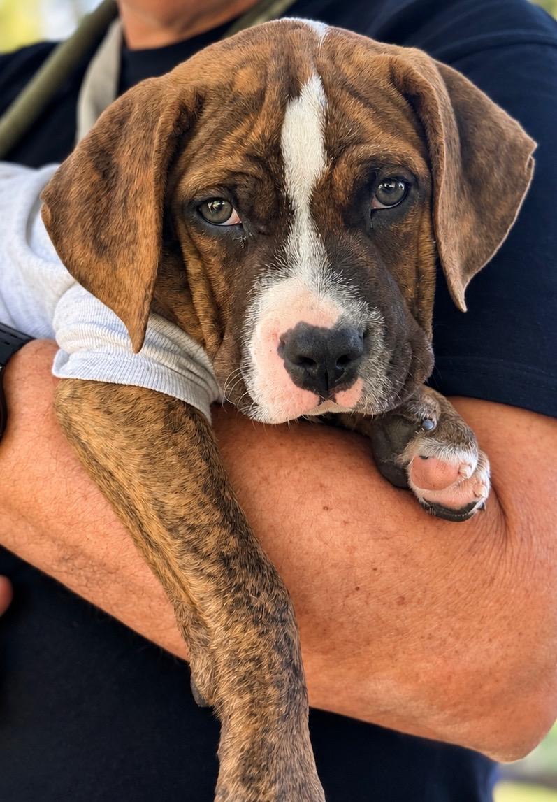 Raven, Adopted, Puppy Male Staffordshire Bull Terrier & Pit Bull Terrier.