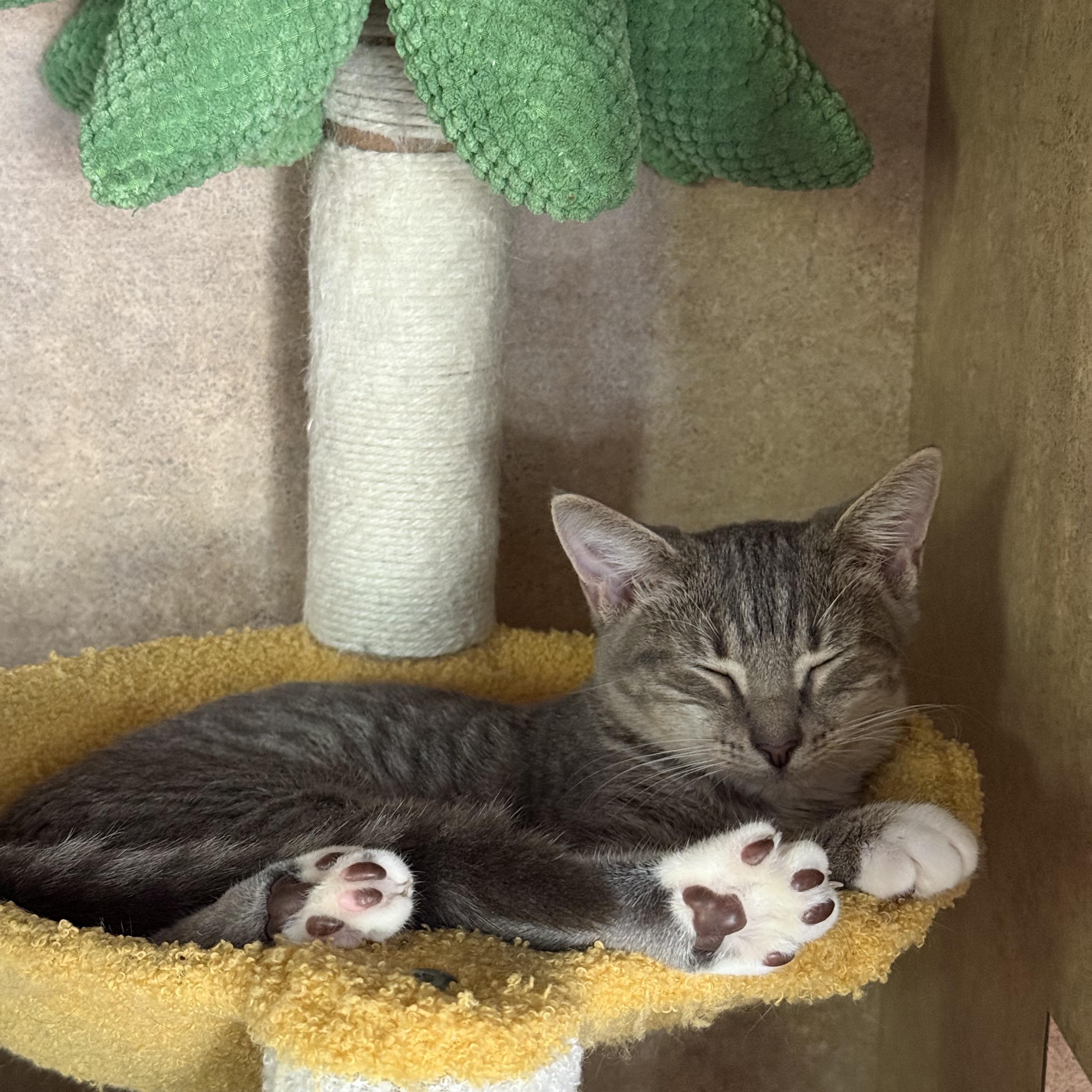 Jetta, a Adoptable American Shorthair in Tampa, FL image 1/5