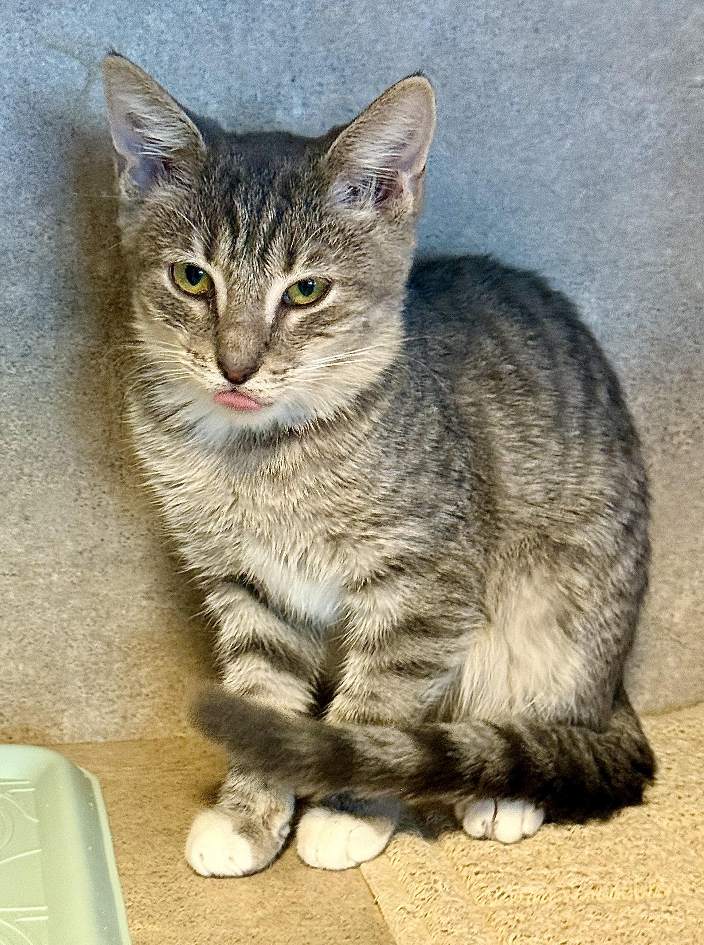 Jetta, a Adoptable American Shorthair in Tampa, FL image 5/5