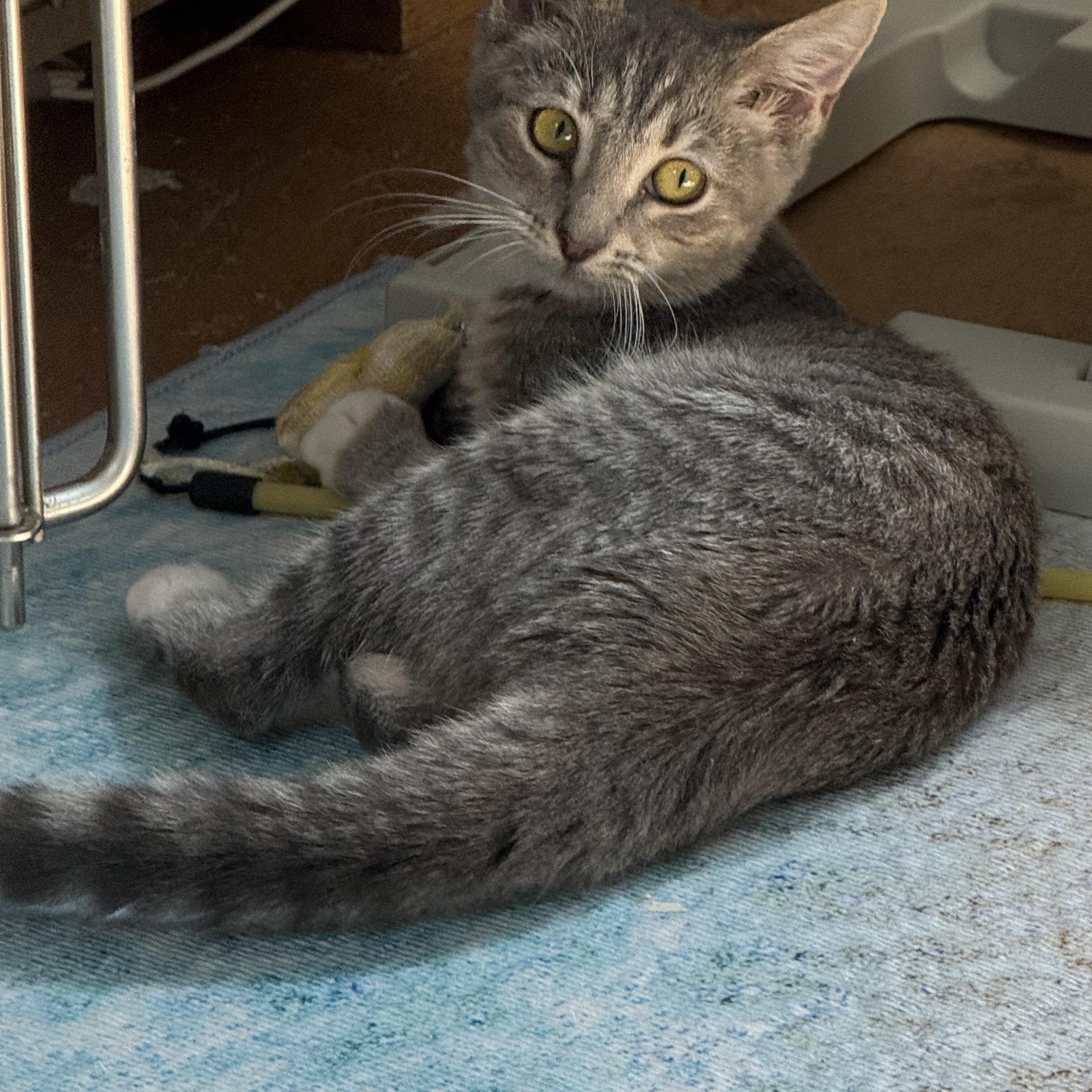 Jetta, a Adoptable American Shorthair in Tampa, FL image 3/5
