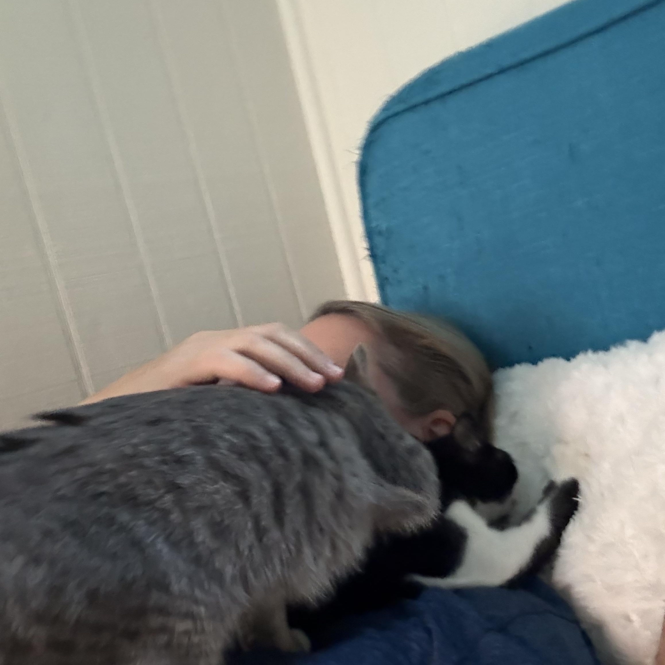 Jetta, a Adoptable American Shorthair in Tampa, FL image 4/5