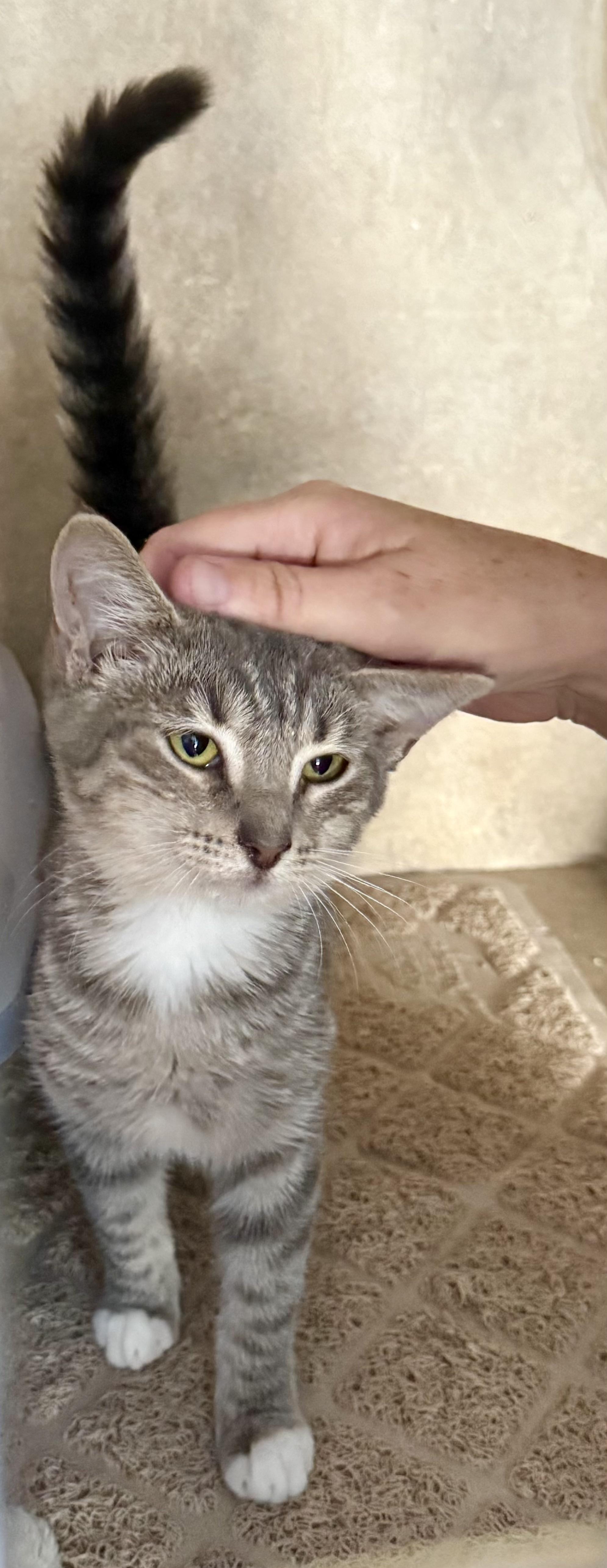 Jetta, a Adoptable American Shorthair in Tampa, FL image 2/5