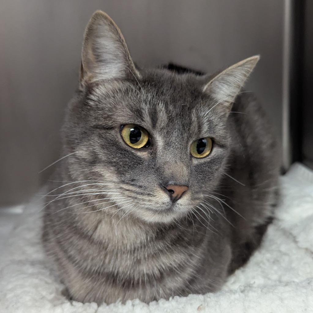 Sketti, Adoptable, Adult Female Domestic Short Hair.