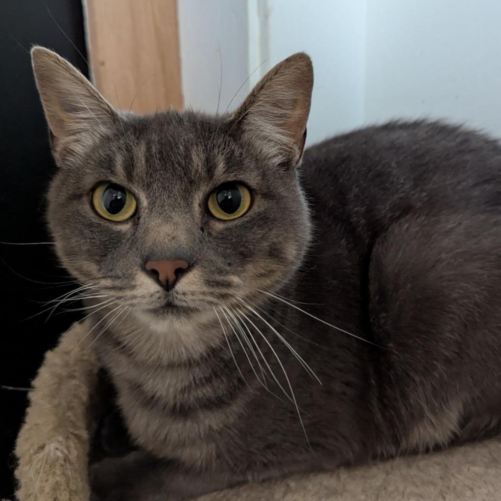 Enlarge Sketti, a Adoptable mixed breed in Aberdeen, WA image 2/6