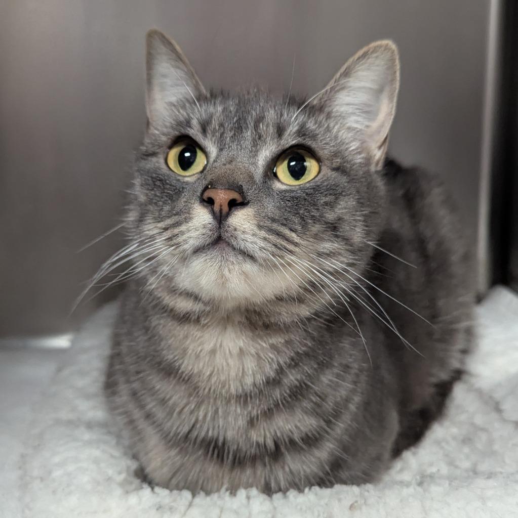 Sketti, a Adoptable mixed breed in Aberdeen, WA image 2/6