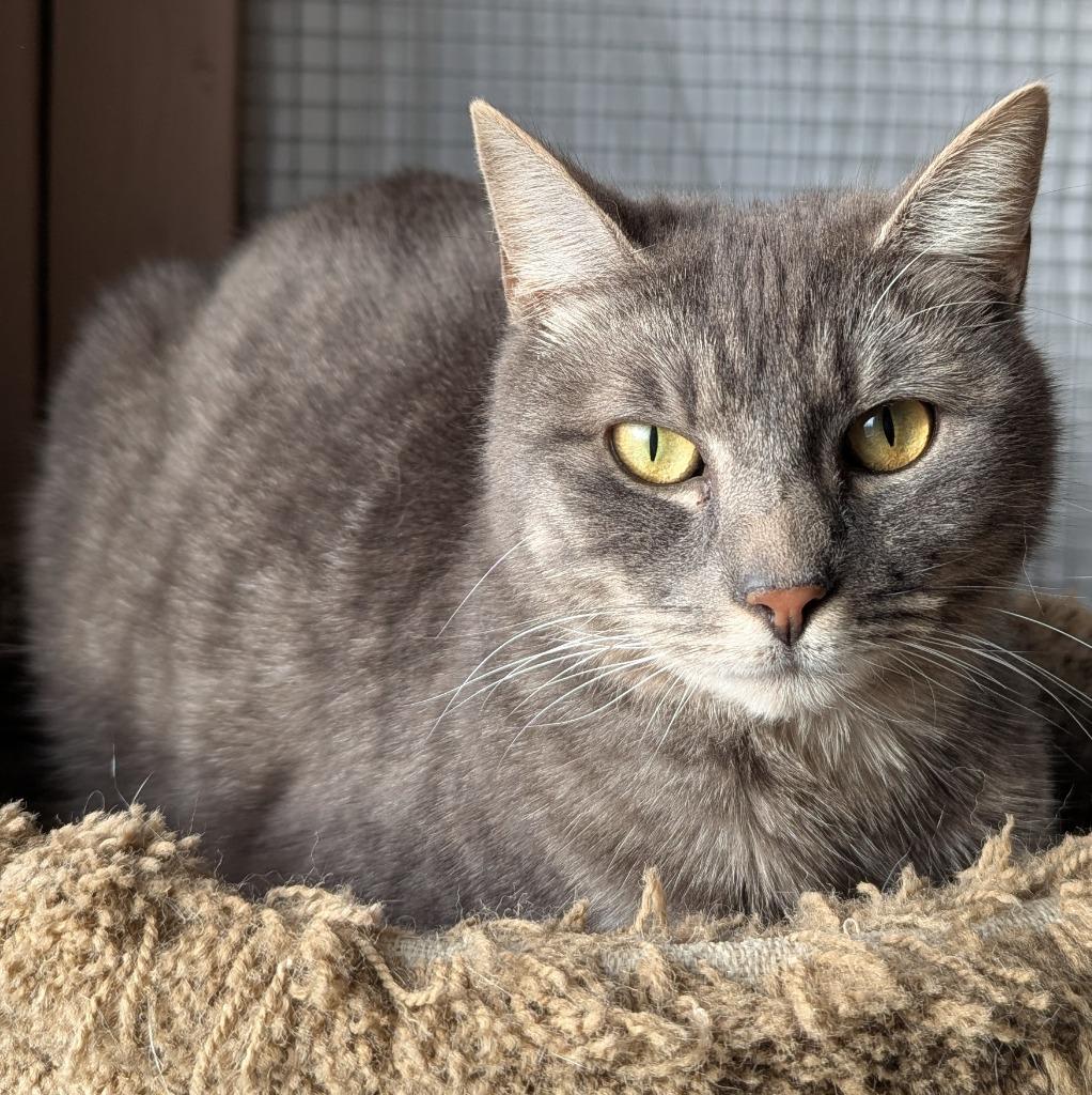 Sketti, a Adoptable mixed breed in Aberdeen, WA image 3/6