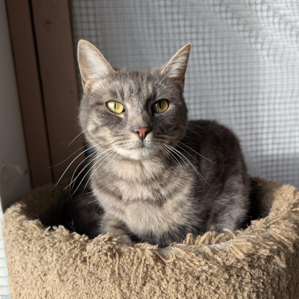 Sketti, a Adoptable mixed breed in Aberdeen, WA image 4/6