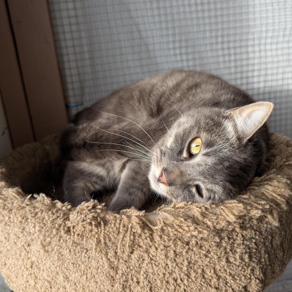 Sketti, a Adoptable mixed breed in Aberdeen, WA image 5/6