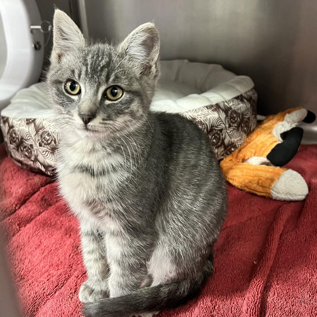 Sketti, a Adoptable mixed breed in Aberdeen, WA image 6/6