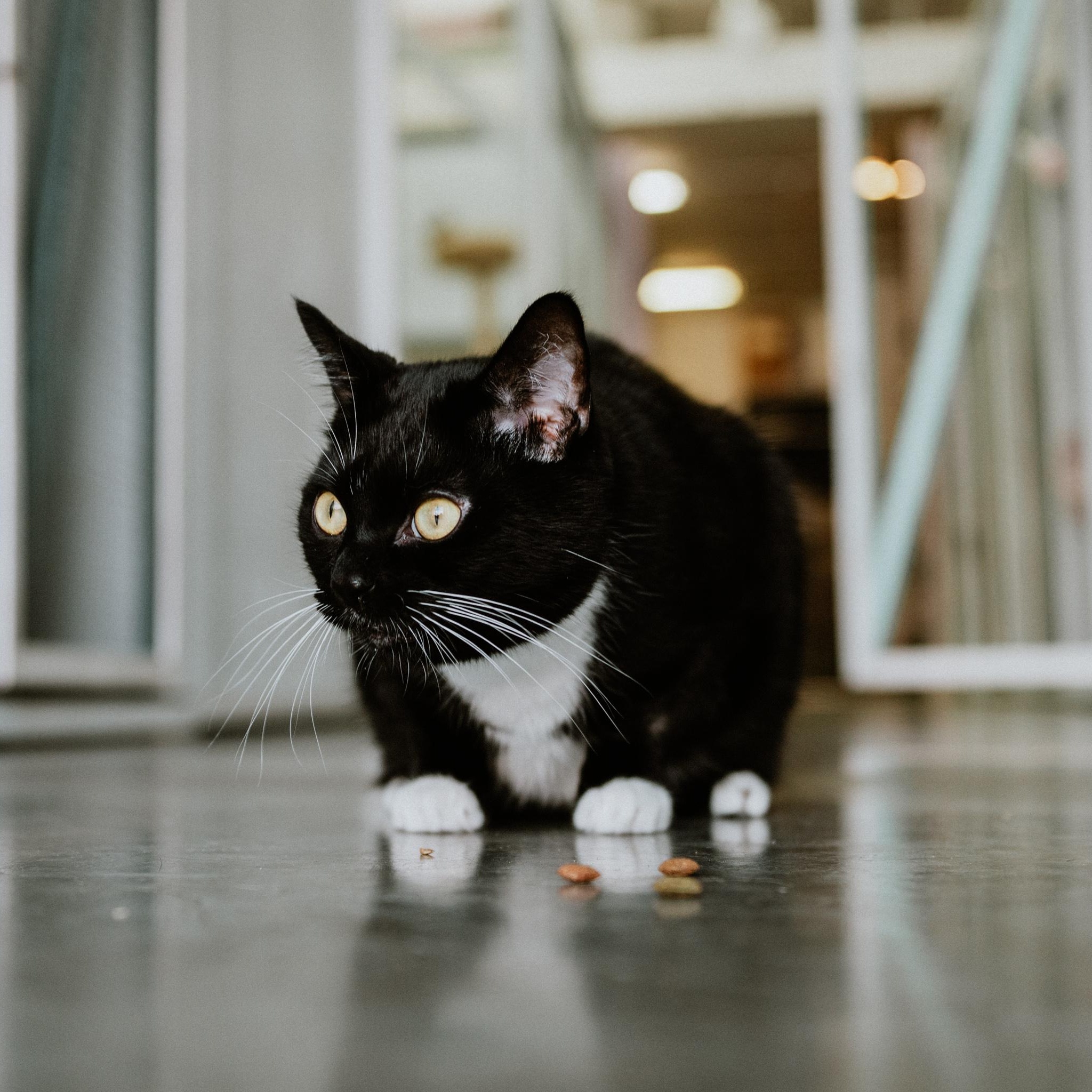 Spatz, an adoptable Domestic Short Hair in Mission, BC image 6/6