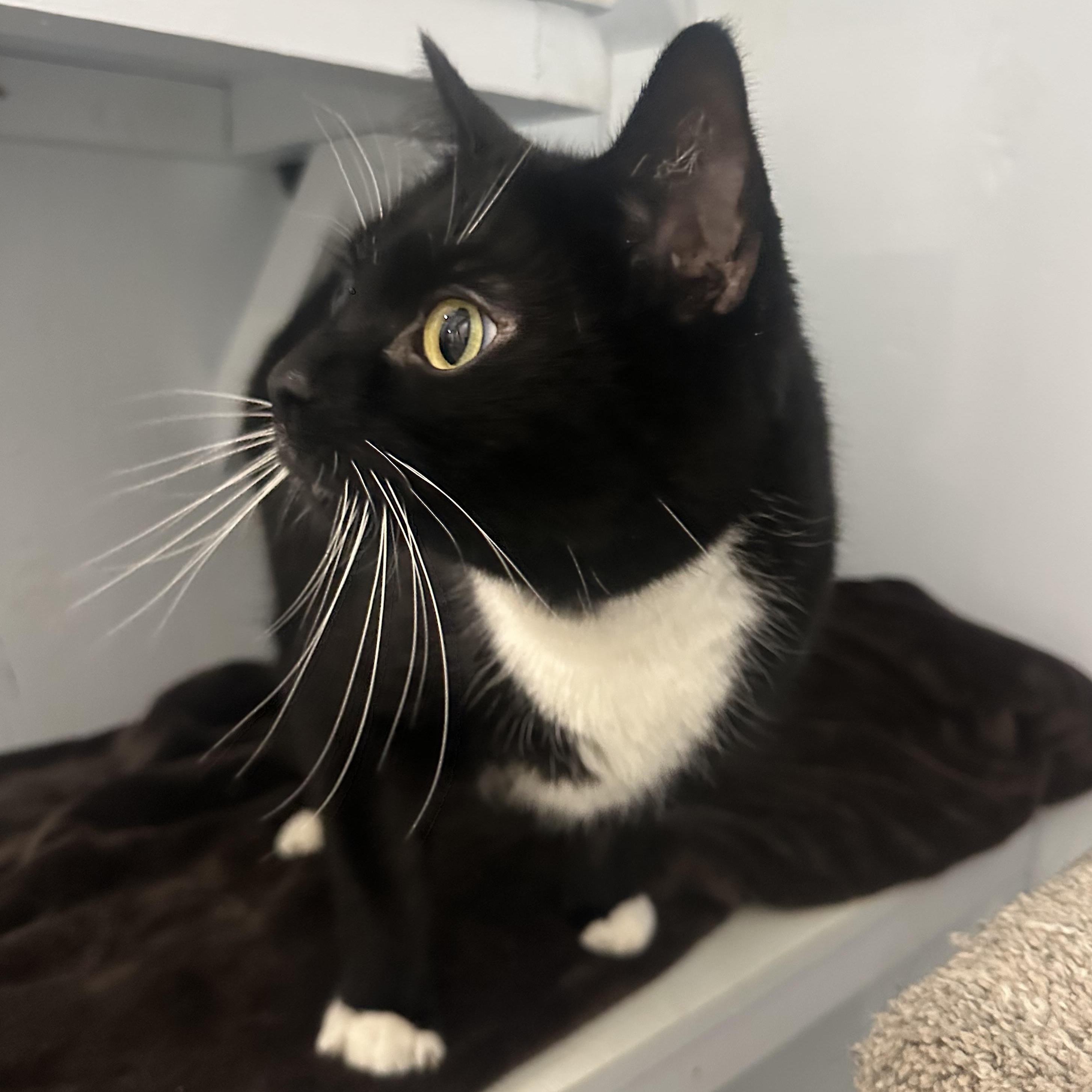 Enlarge Spatz, an adoptable Domestic Short Hair in Mission, BC image 2/2