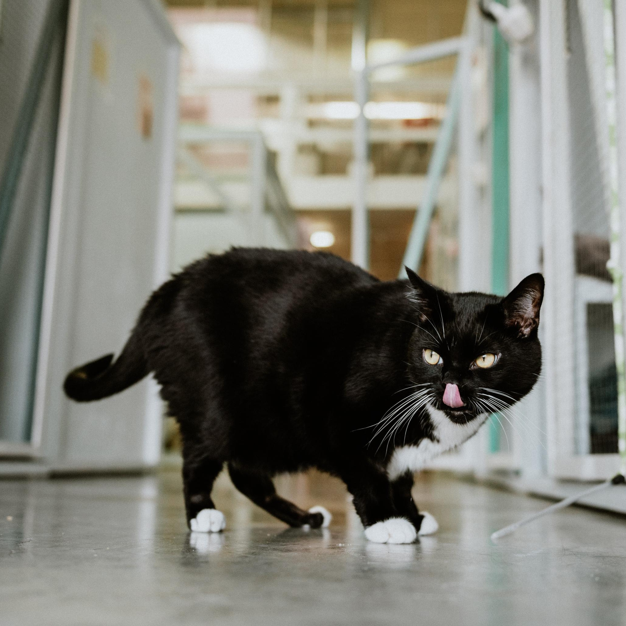 Spatz, an adoptable Domestic Short Hair in Mission, BC image 2/6