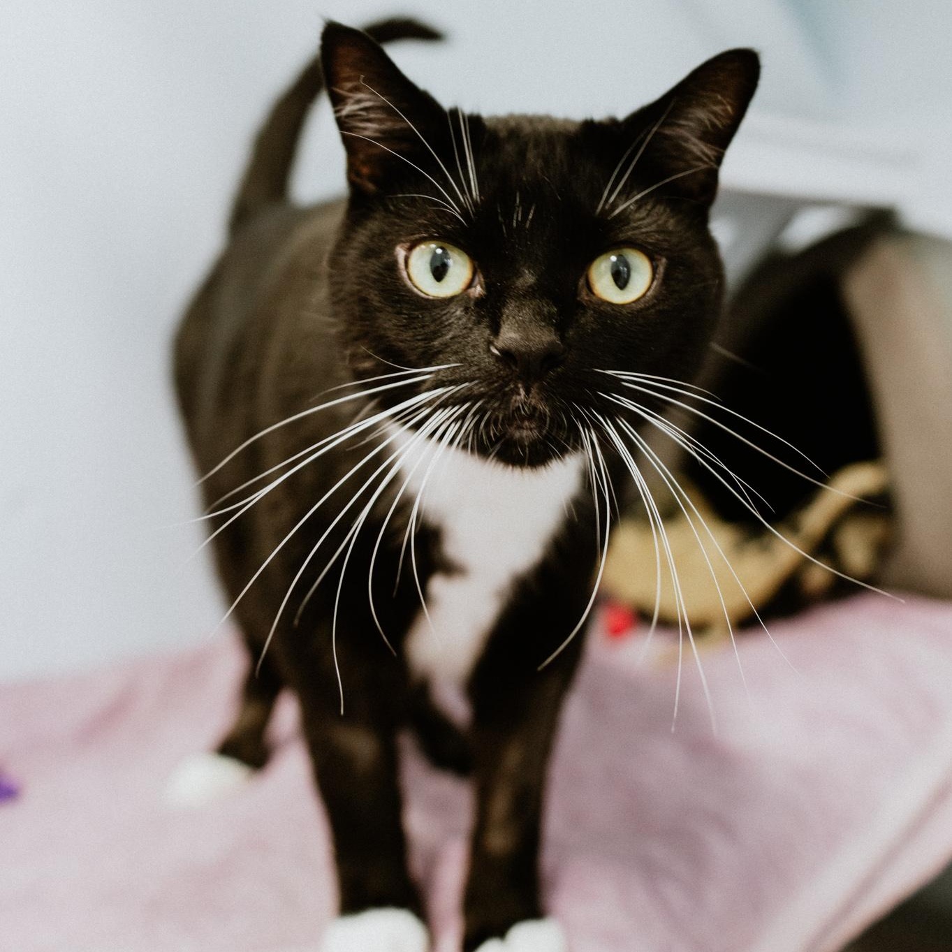 Spatz, an adoptable Domestic Short Hair in Mission, BC image 3/6
