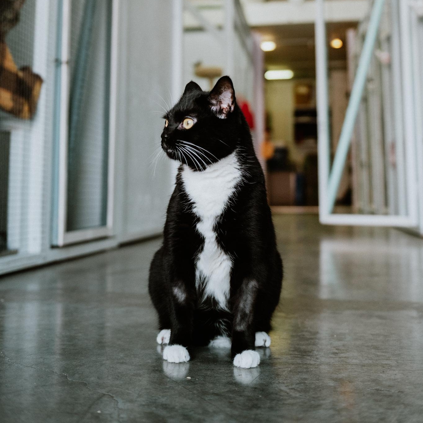 Spatz, an adoptable Domestic Short Hair in Mission, BC image 4/6