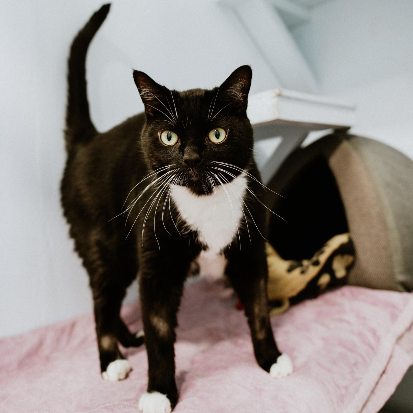 Spatz, an adoptable Domestic Short Hair in Mission, BC image 5/6