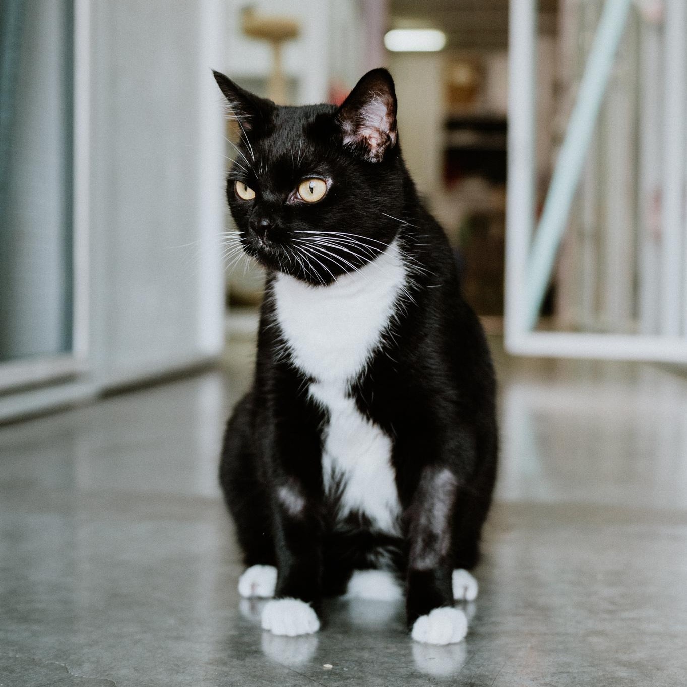 Spatz, an adoptable Domestic Short Hair in Mission, BC image 1/6