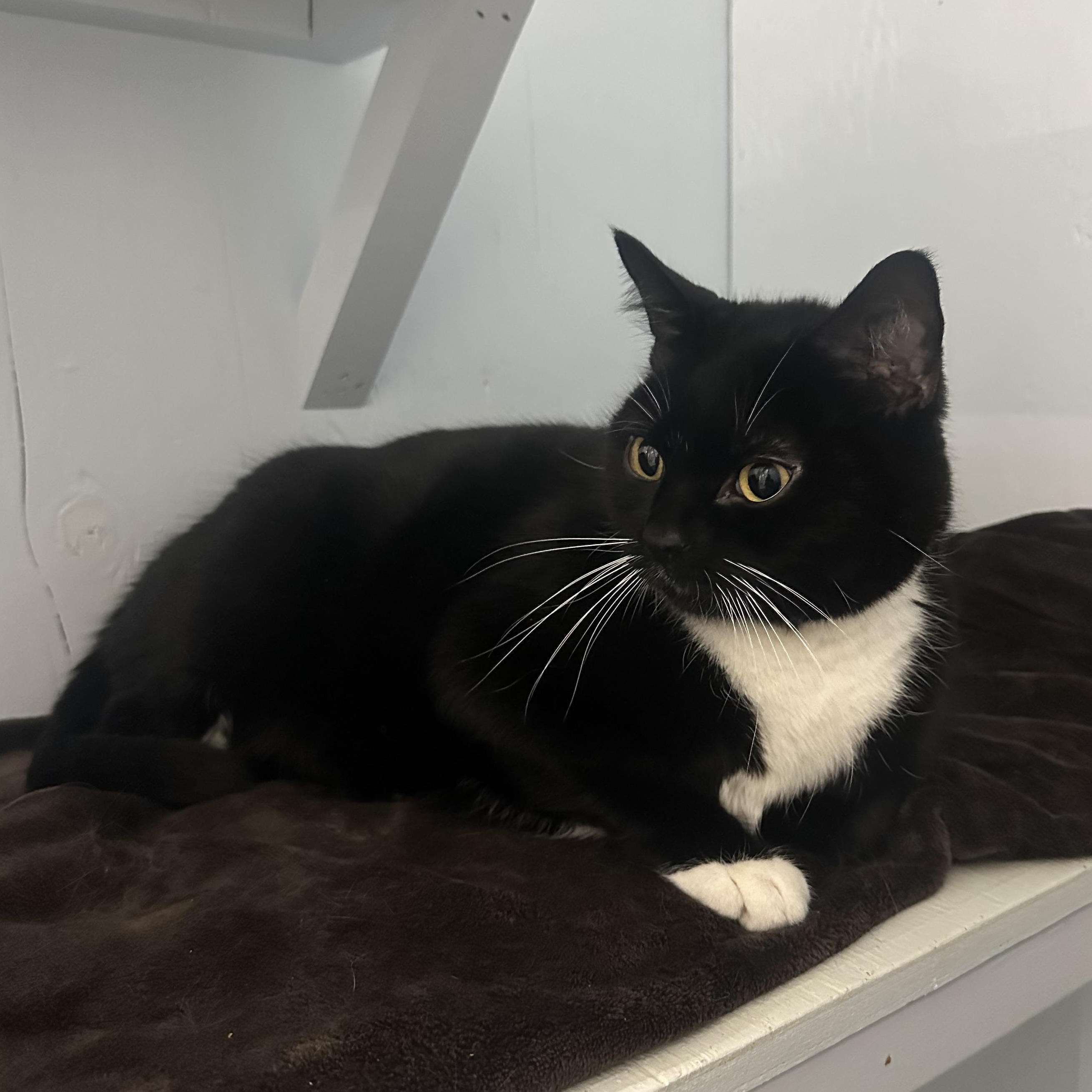 Spatz, adoptable, Adult Male Domestic Short Hair.