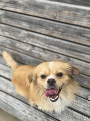 Enlarge Weasel, an adopted mixed breed in Plano, TX image 3/3