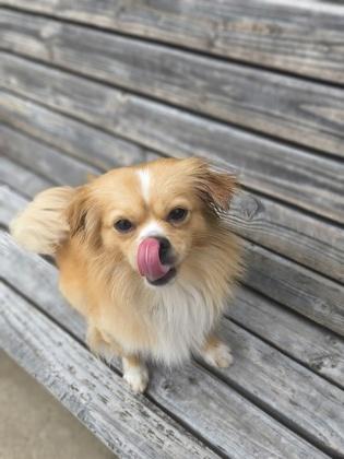 Enlarge Weasel, an adopted mixed breed in Plano, TX image 2/3