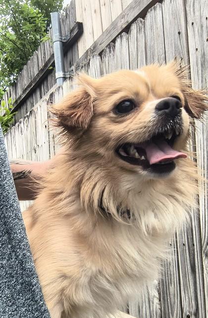 Weasel, adopted, Adult Male Pomeranian.