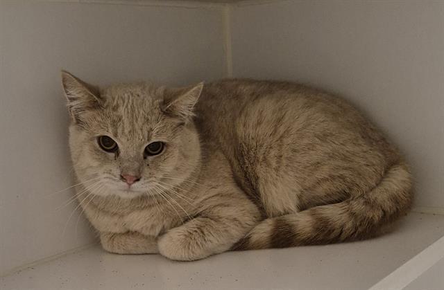 TAILOR, Adoptable, Young Male Domestic Short Hair.