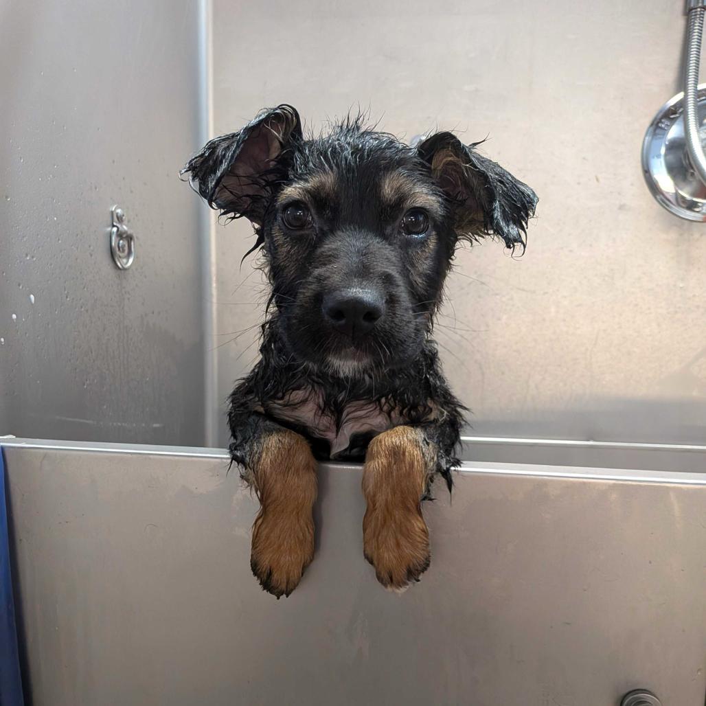 Kate Spade — thumbnail 5