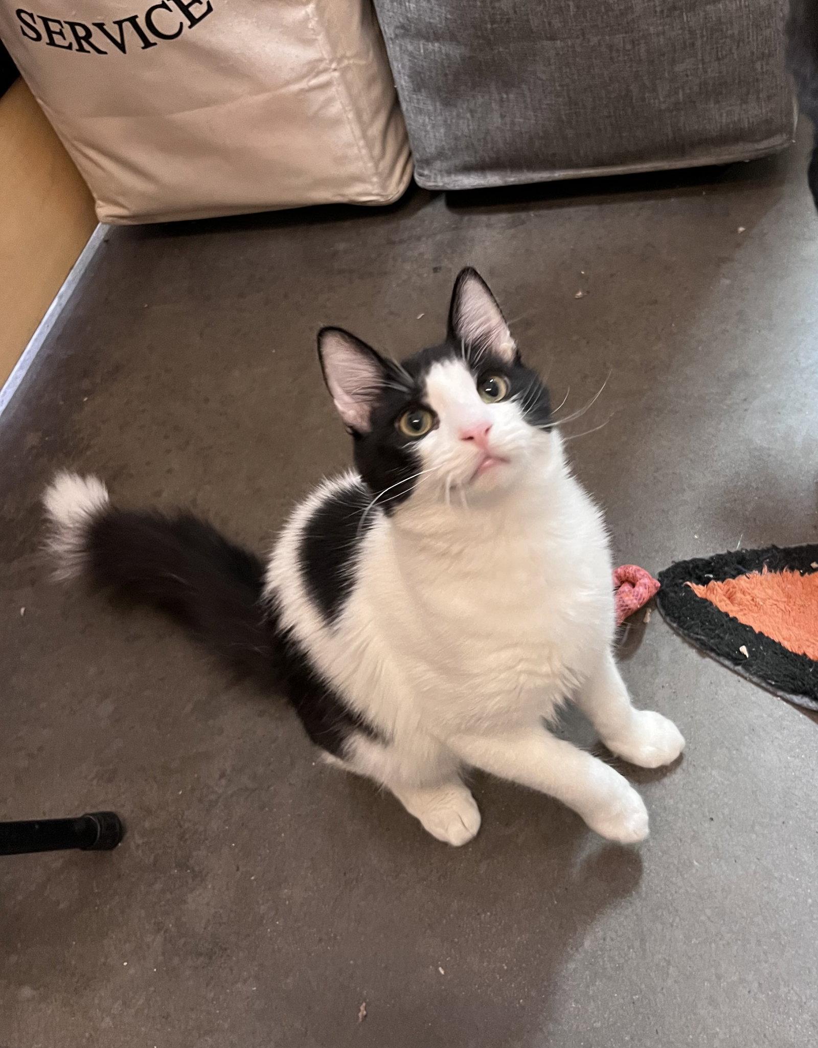 Cosmo, Adoptable, Young Male Domestic Medium Hair.