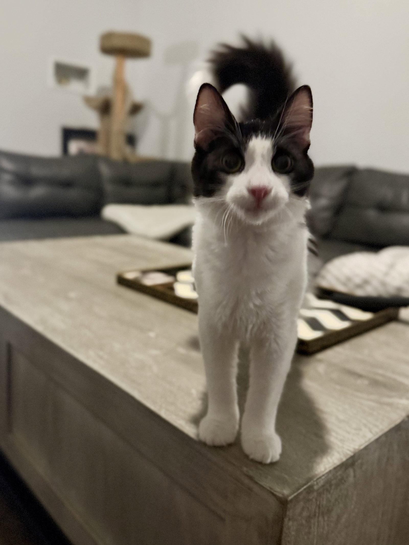 Enlarge Cosmo, a Adoptable Domestic Medium Hair in Scottsdale, AZ image 2/2