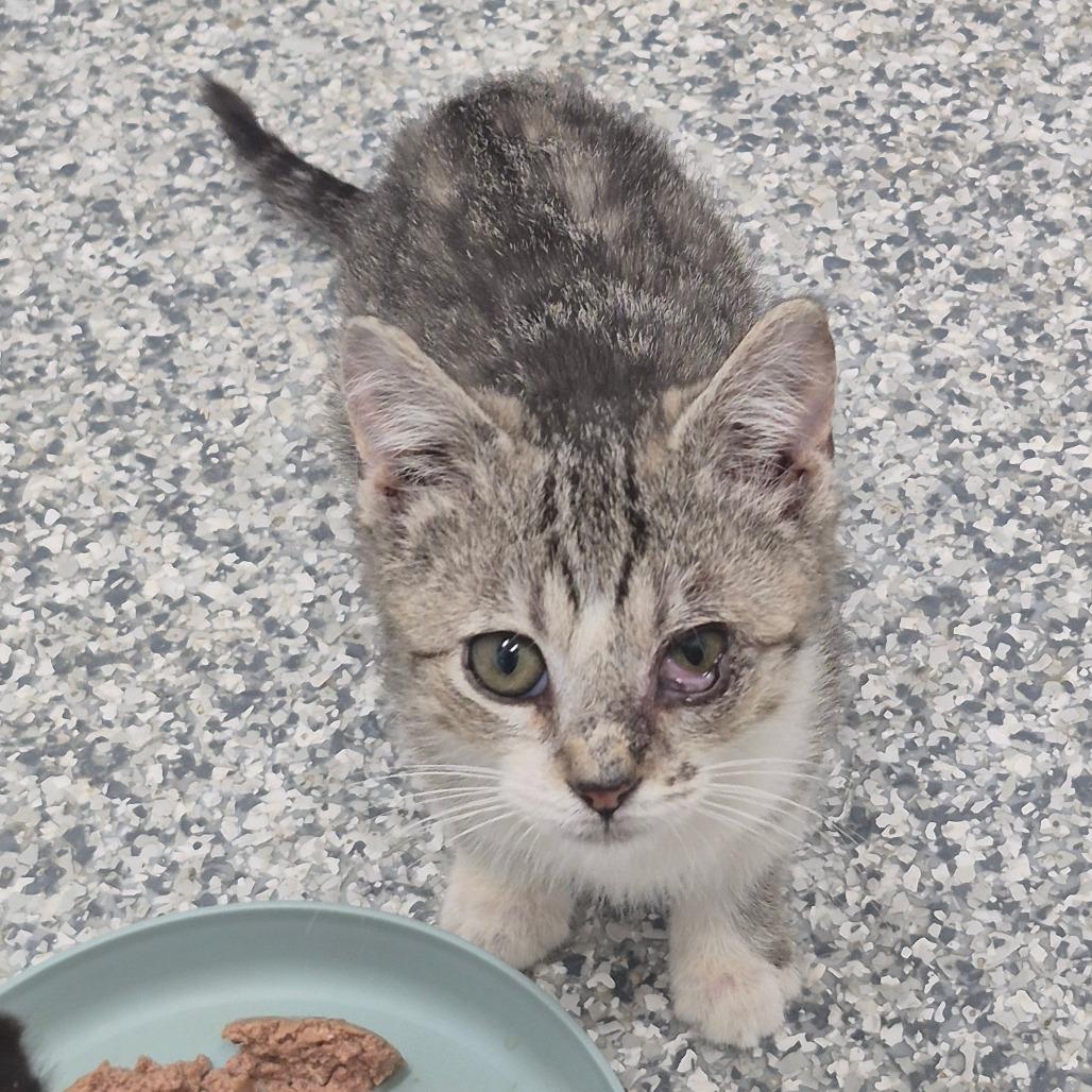 Cord (red collar), Adoptable, Kitten Male Domestic Short Hair.
