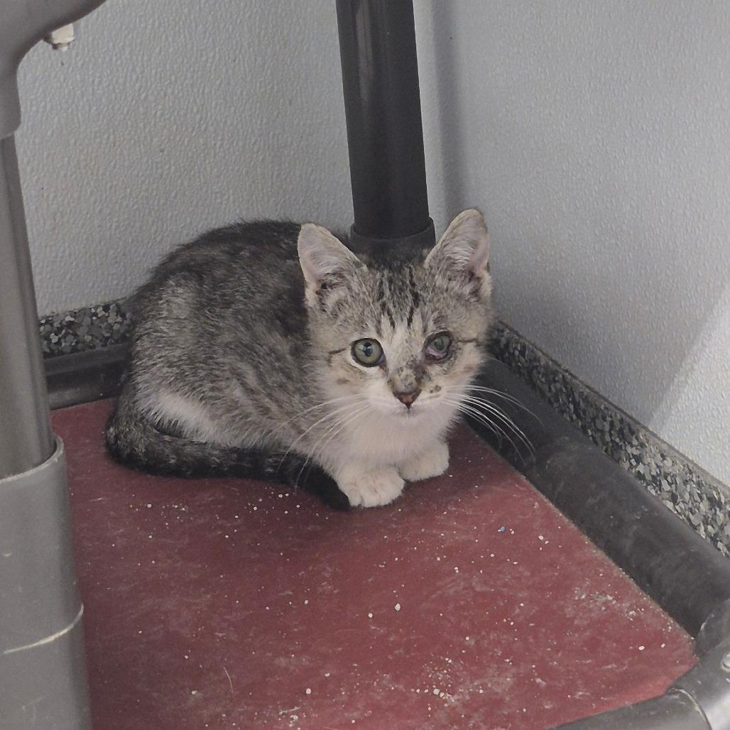 Enlarge Cord (red collar), a Adoptable Domestic Short Hair in Kingman, KS image 2/2