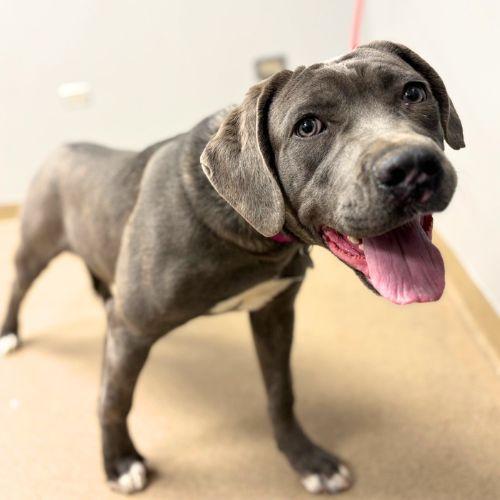 Enlarge CASSIE, a Adoptable Cane Corso in Aurora, CO image 1/1