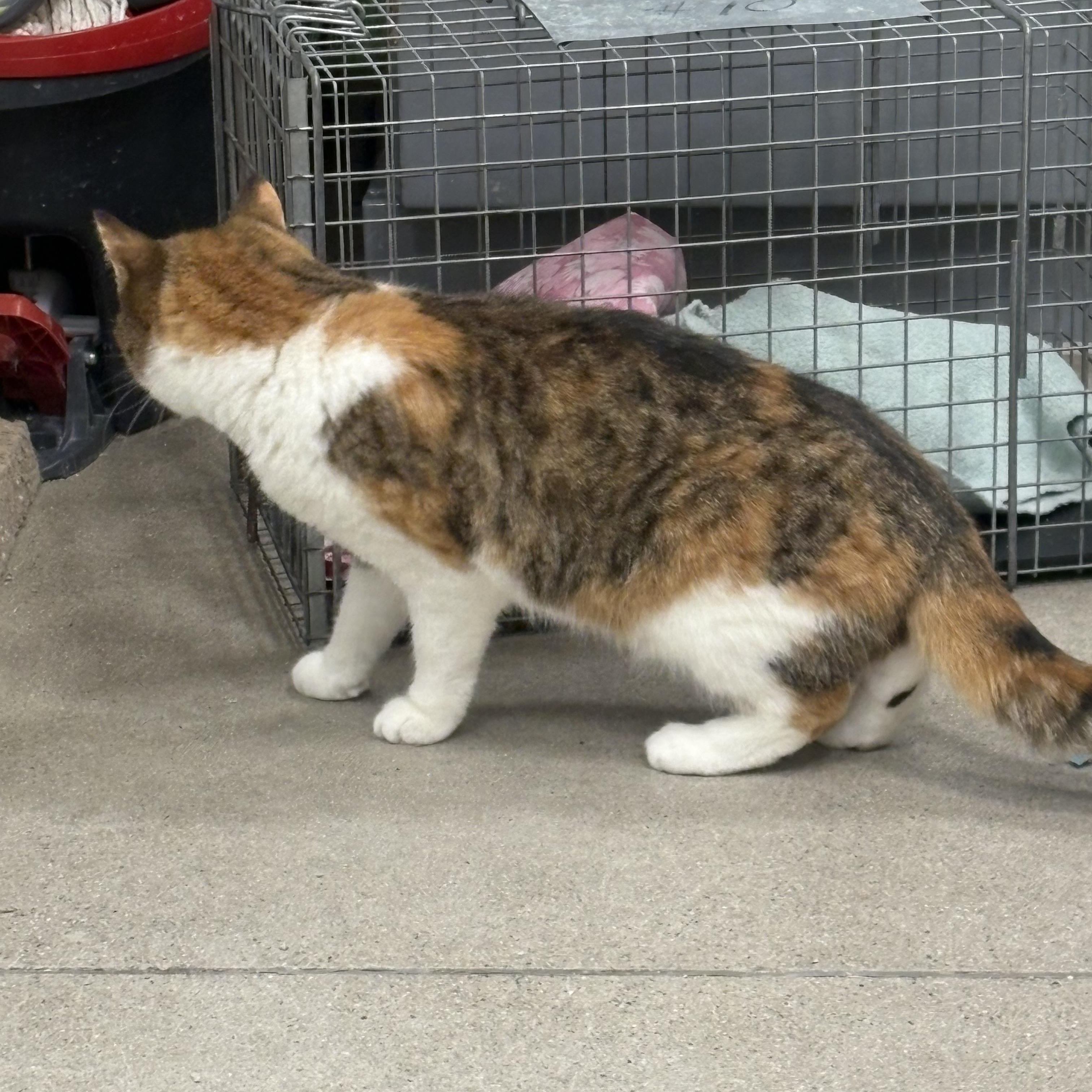 Enlarge Annie, an adopted Domestic Short Hair in Fredericton, NB image 6/6